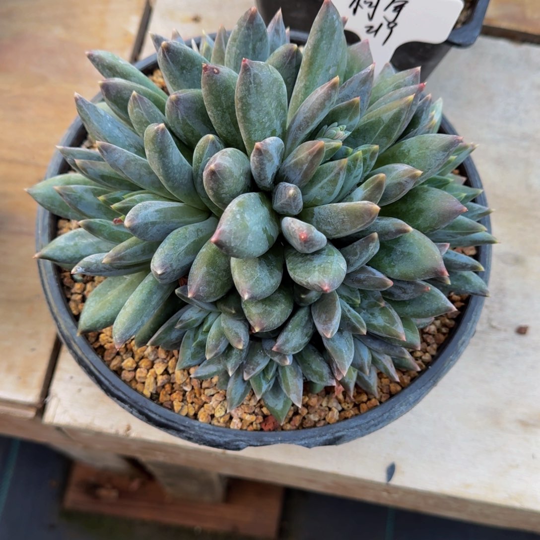 柯*重楼群寄养1111