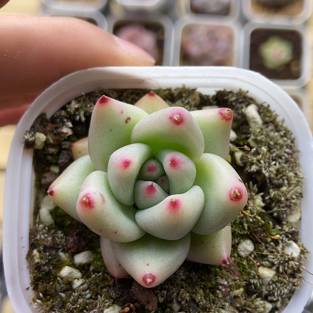 一物一拍一单包邮 291