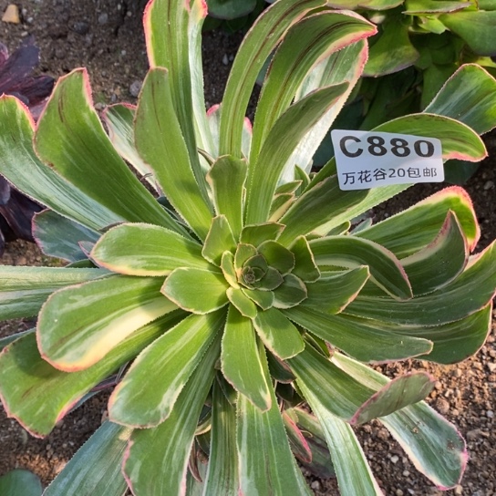 880拉丝锦锦优选多肉植物