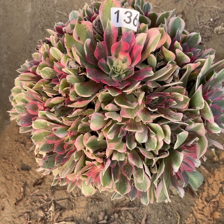 无花朵136多肉植物男神