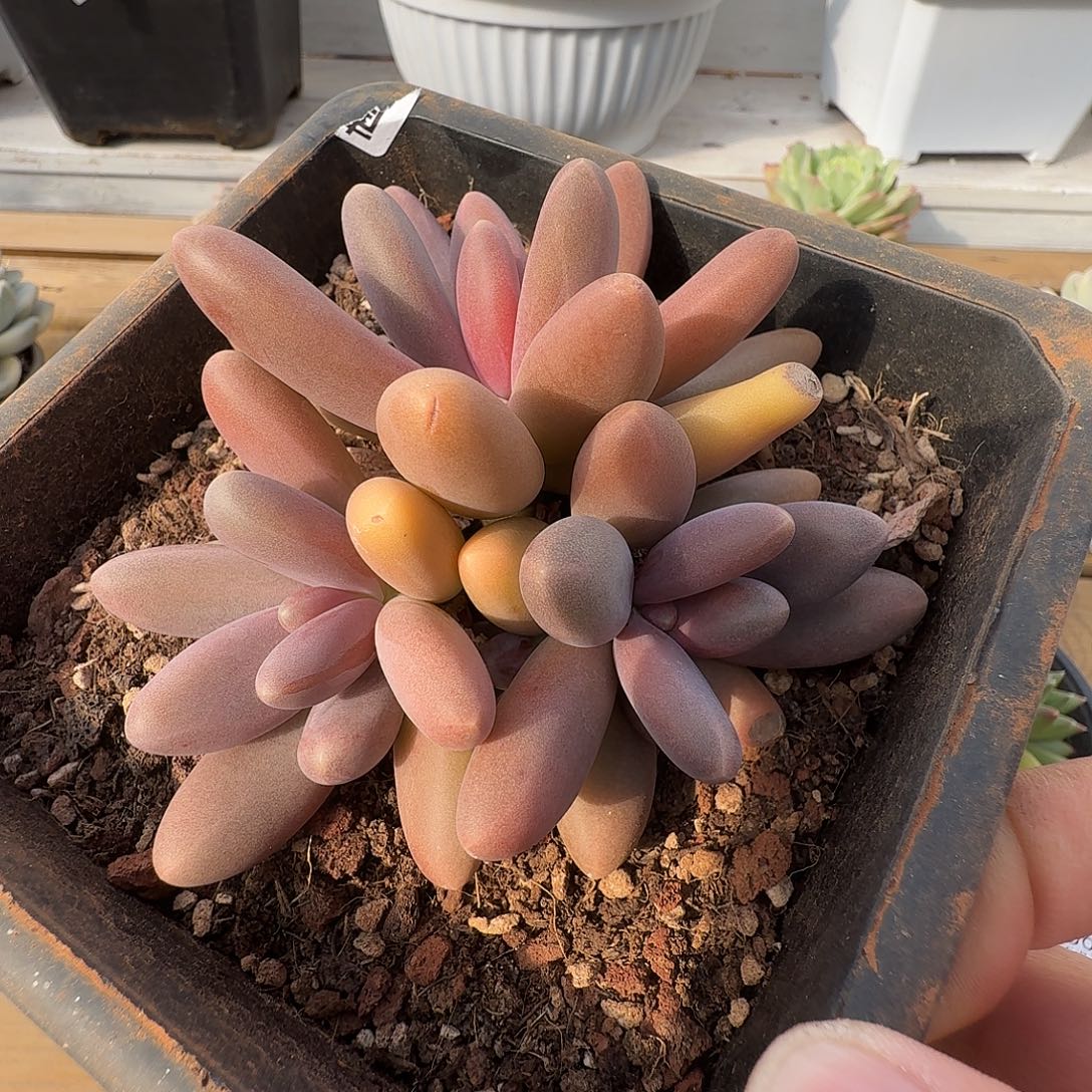 日光灯11111212–161