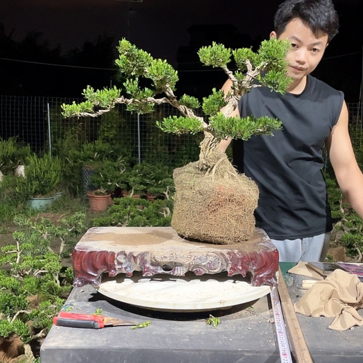 完全开放£****࿐黄杨盆景