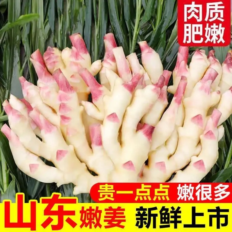 新鲜红芽嫩姜可醋泡的当季蔬菜生姜嫩芽姜