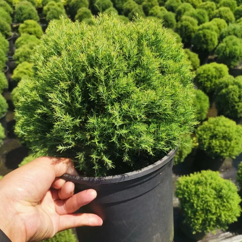 皮球柏自然成球 花境植物耐热耐寒四季常青小型球类落地球