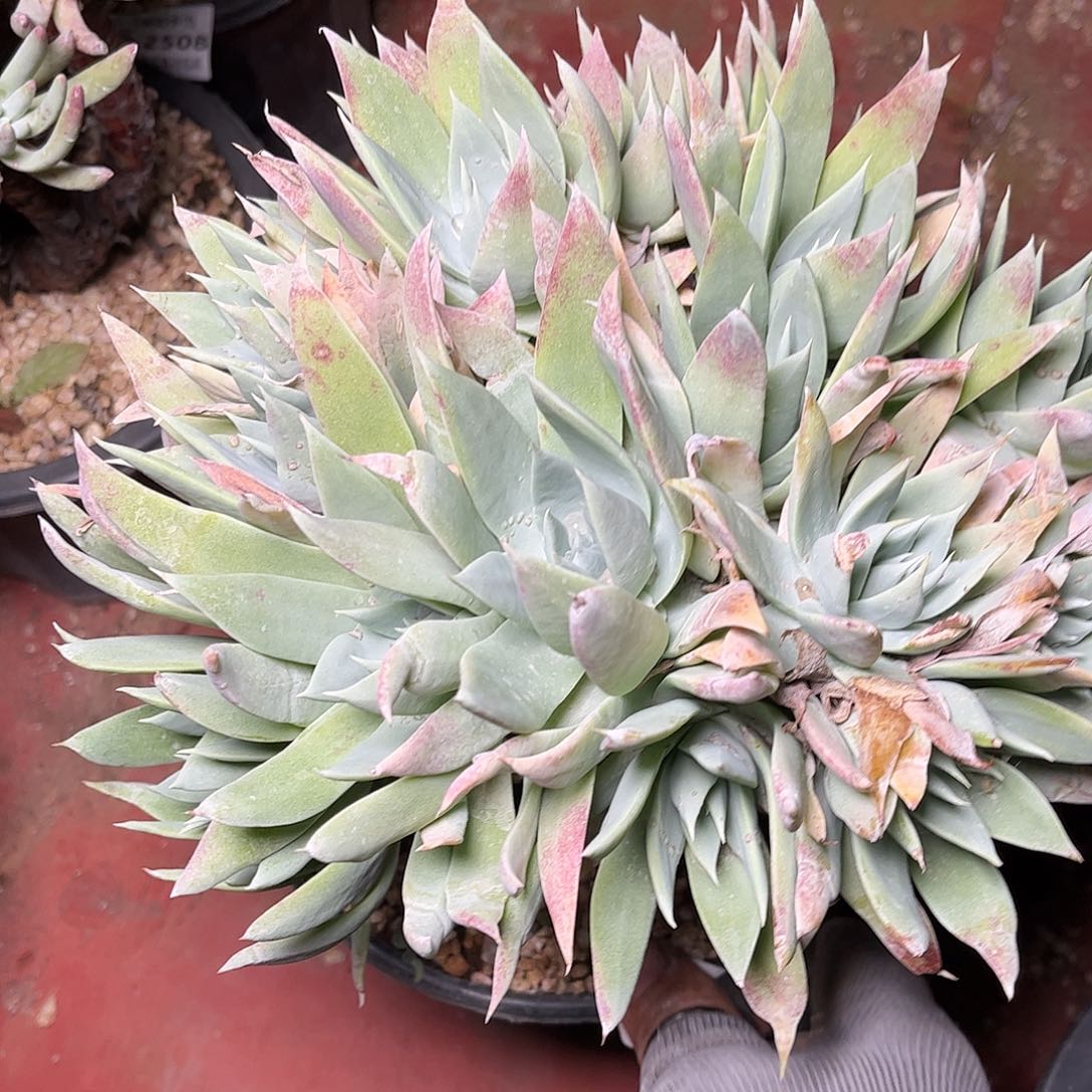 2511大花朵杂交多肉