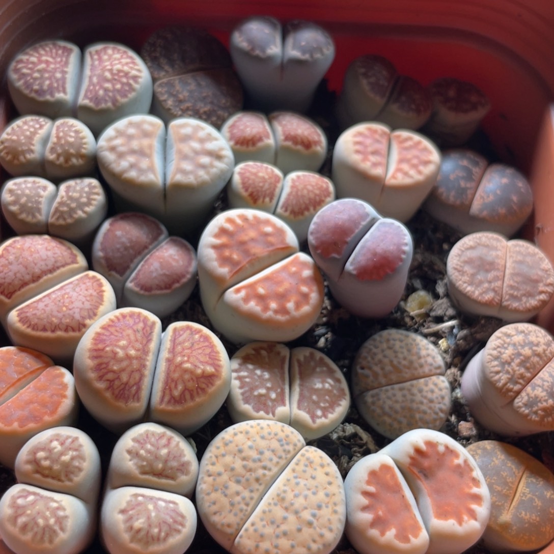 大盆特价一物一拍～31