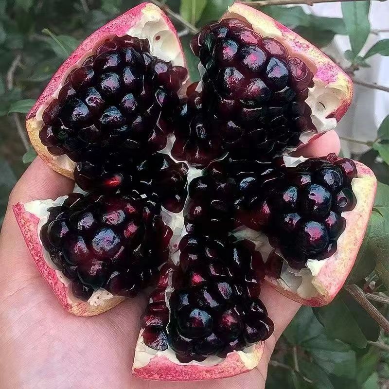 特大石榴树苗南北方种植