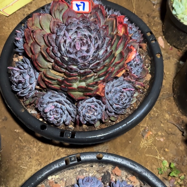 『****精品多肉植物老桩