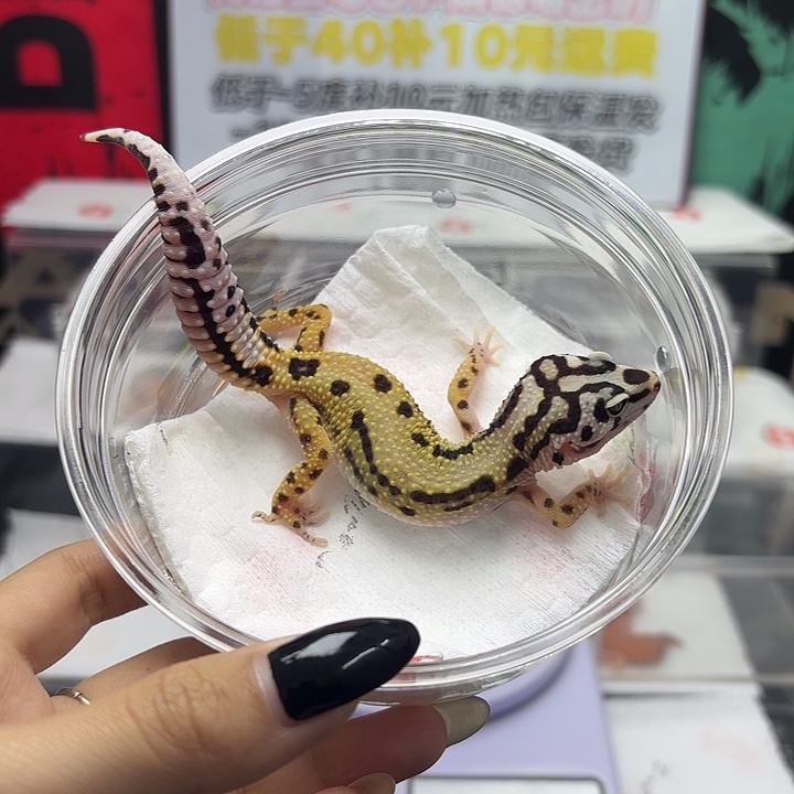 豹纹守宫v192 土匪妹妹