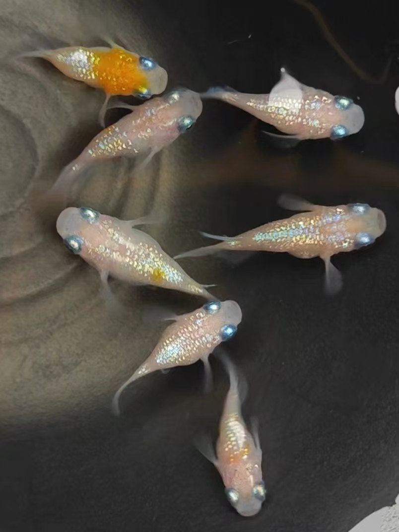 随机公母一对.不售后不报损