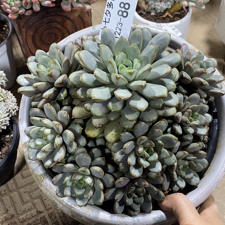 小七夕多肉葡萄88