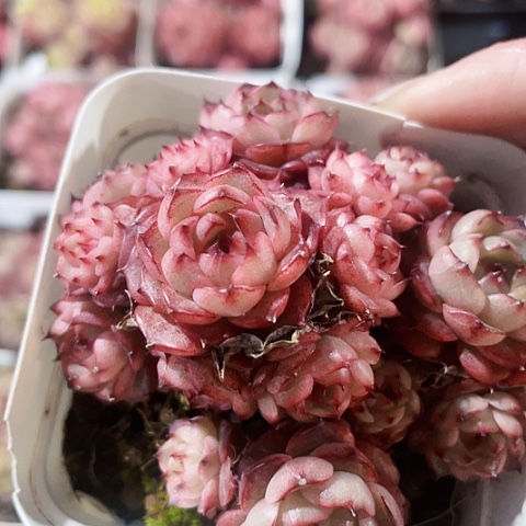 摩卡12.8一盆888888