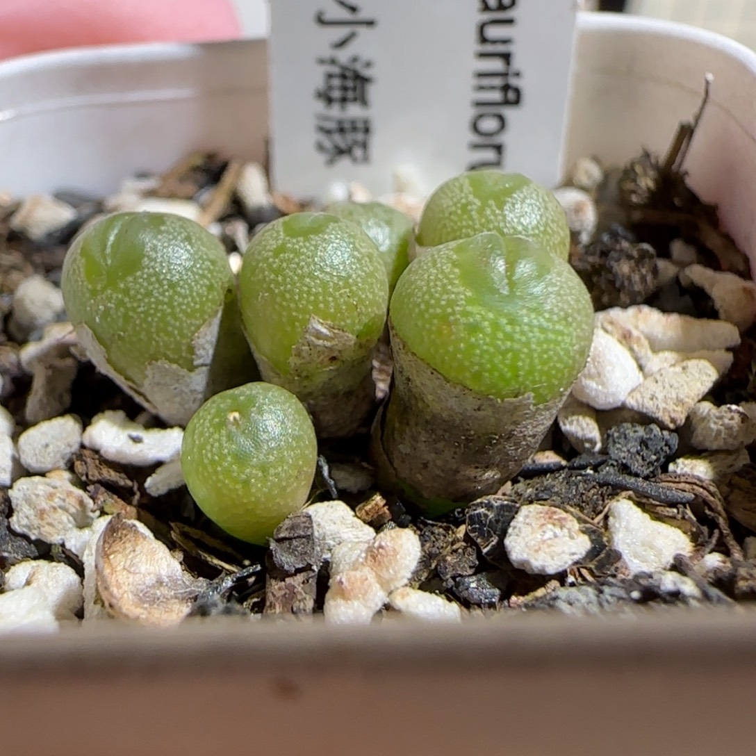 肉锥多肉植物组合-小海豚391