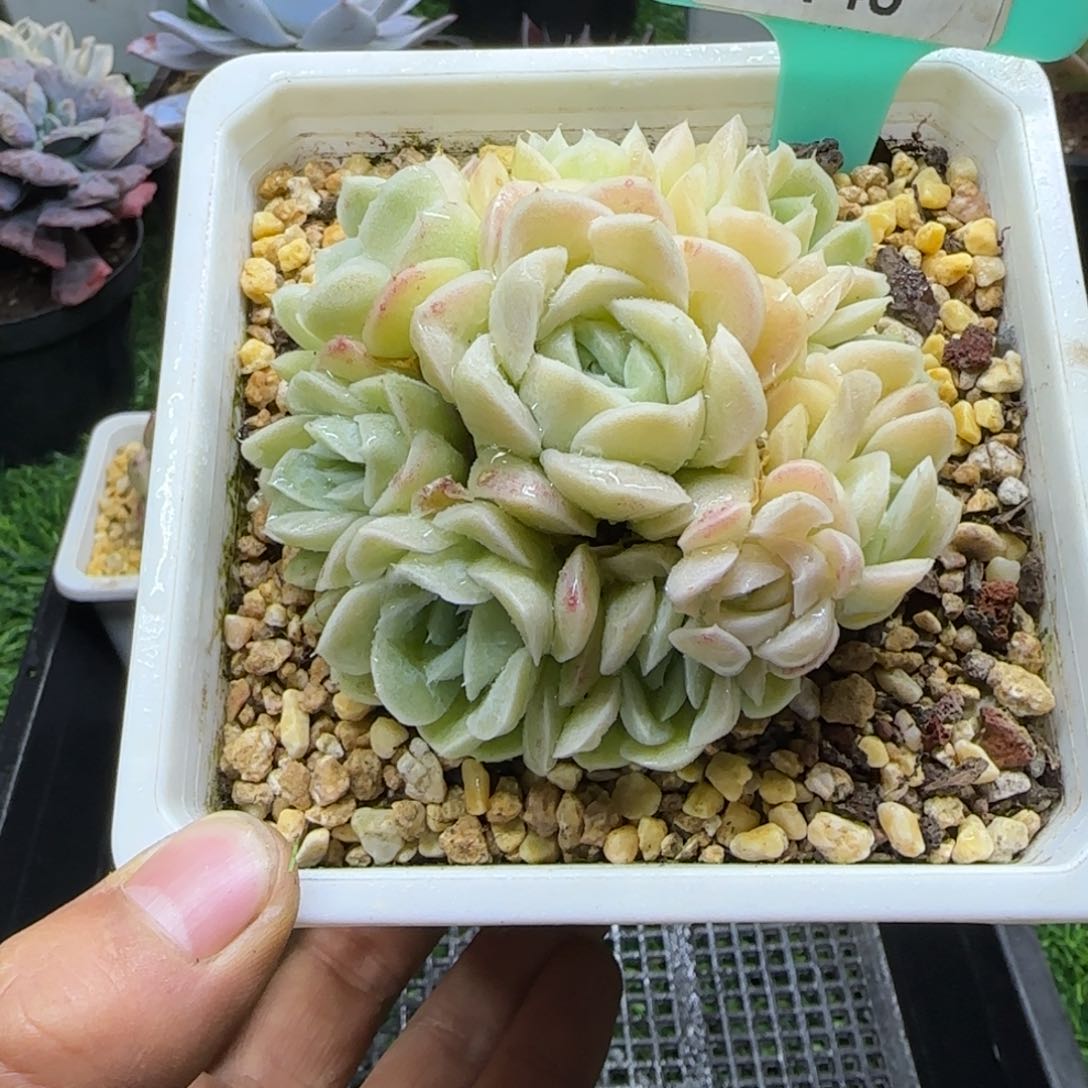 唐二姐多肉编号140