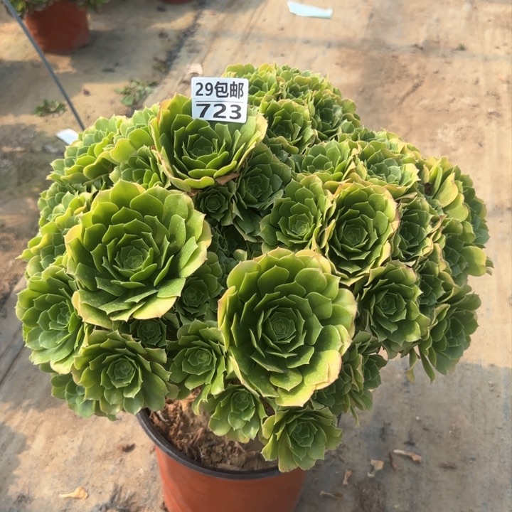 绿羊绒……多肉植物……