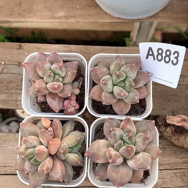 暗纹系A883号llll