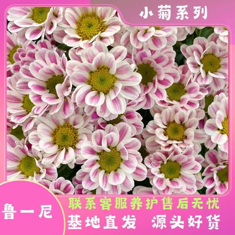 【鲁一尼】小菊多季节开花耐热耐晒耐寒室内室外易养护