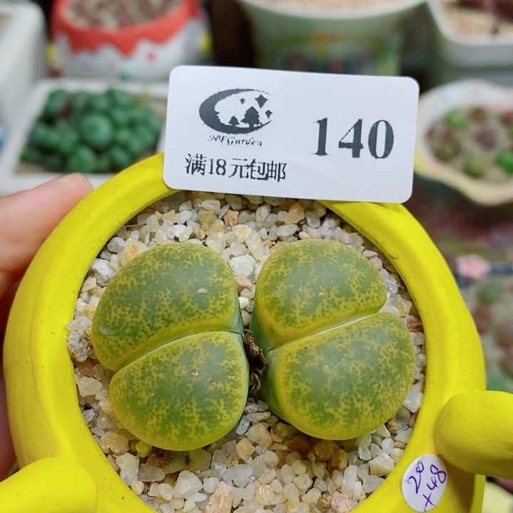 生石花花花花开了140