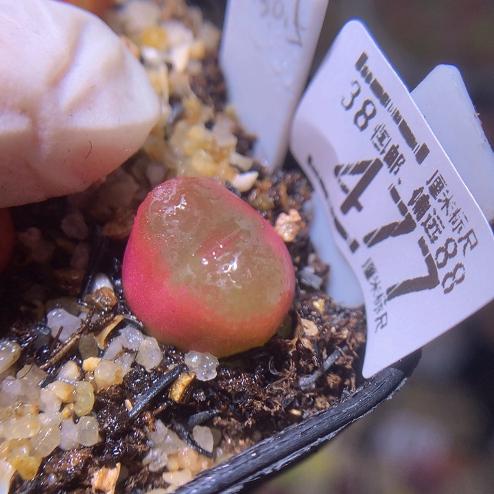 ssss精品生石花477水蜜桃