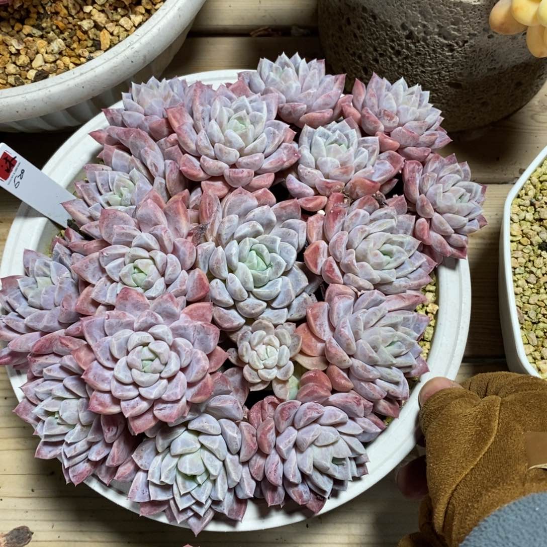 自助下单一物一拍，年后发可寄养问主播