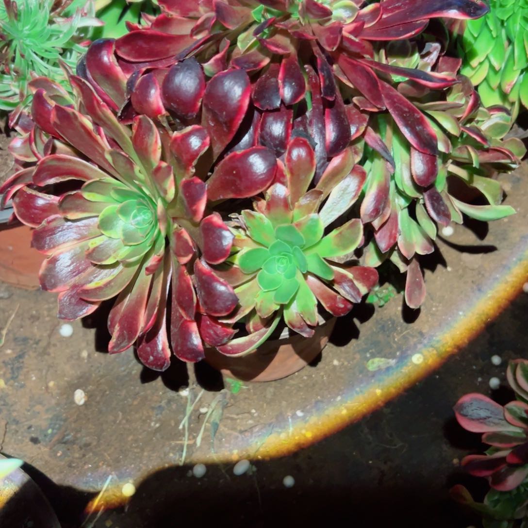 我1054 号多肉法师新年福利