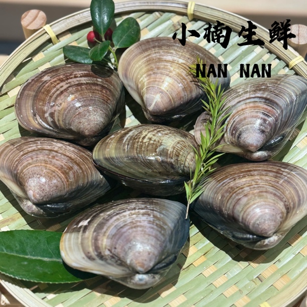 【鲜活】 文蛤蜊 /约500g