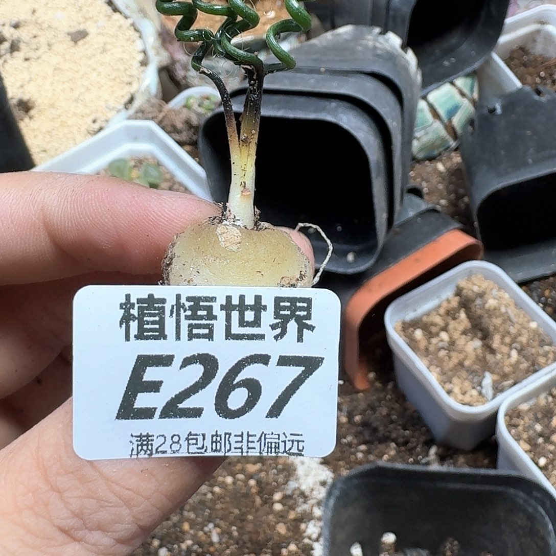 多肉W的人生fgbnbn