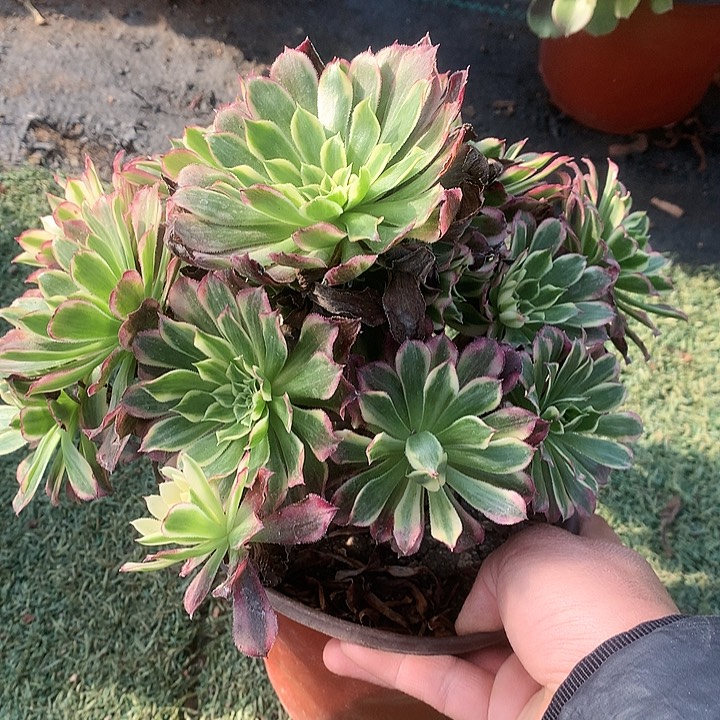 862天和多肉植物