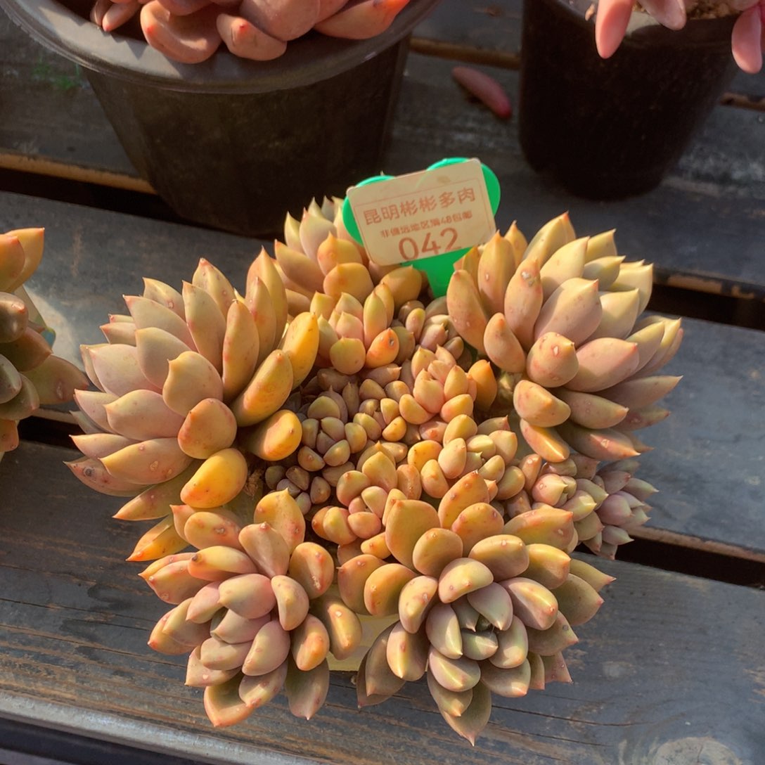 红象牙老桩无砍042