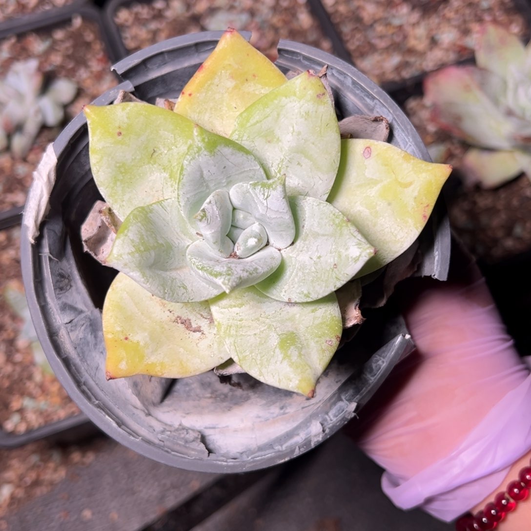 1326和哈哈哈哈哈哈哈哈 