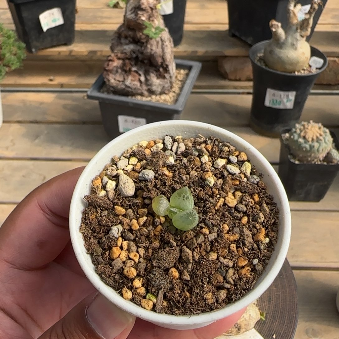 537洛丽塔满50包邮