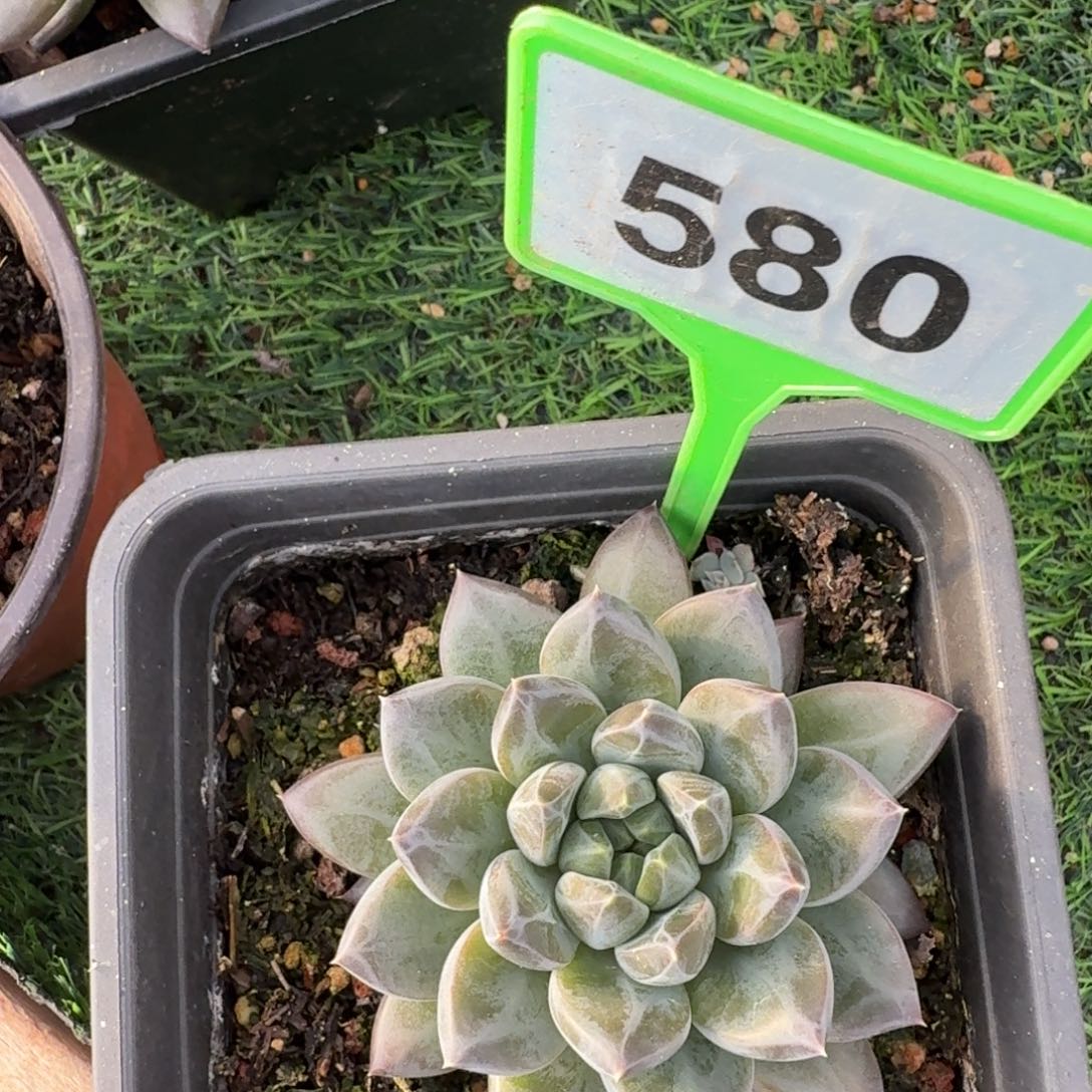 多肉植物一物一拍580