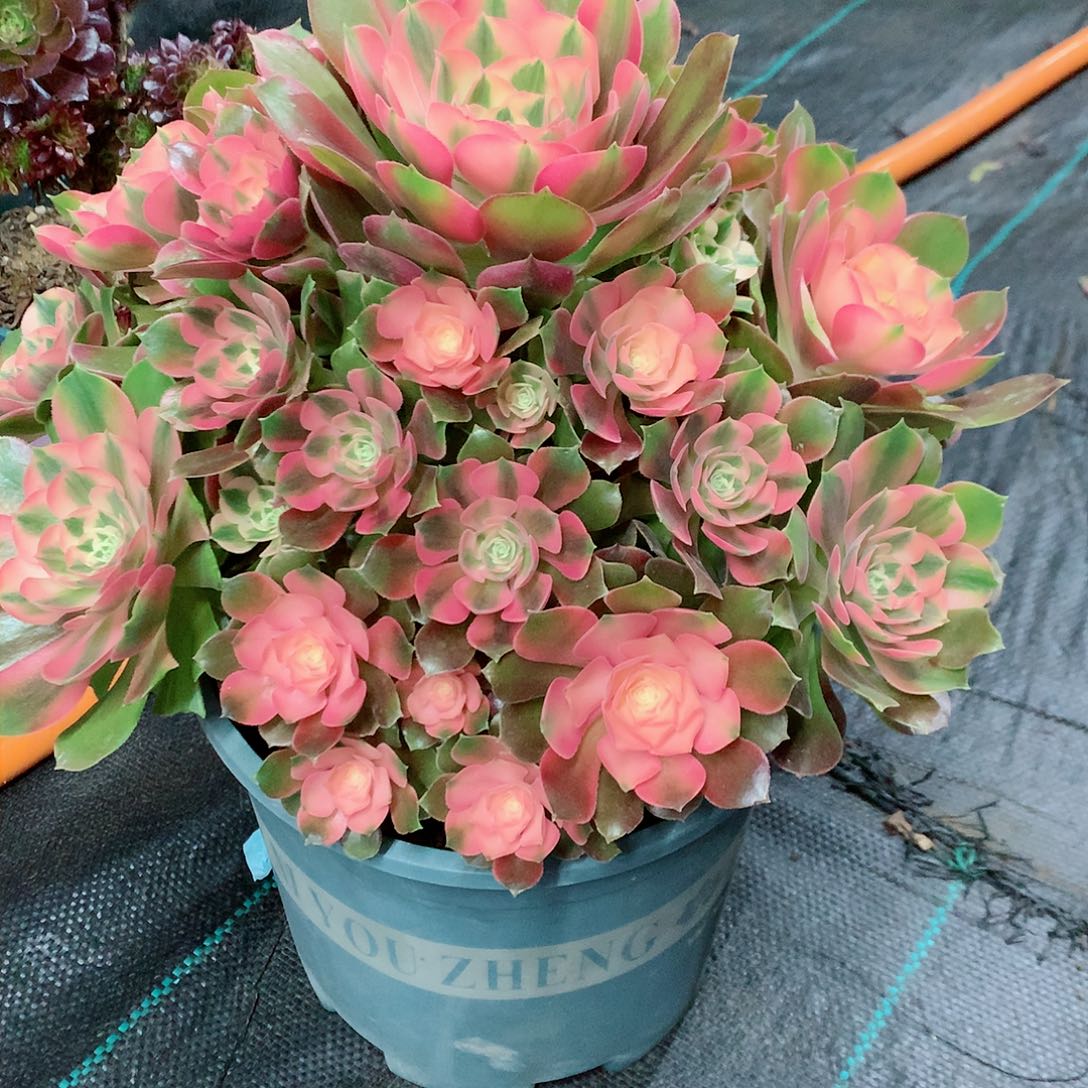 【闪购商品】二**姨香妃，多肉