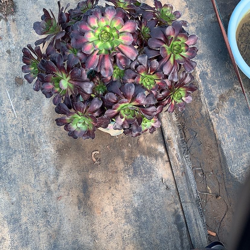 【闪购商品】46晚霞多肉