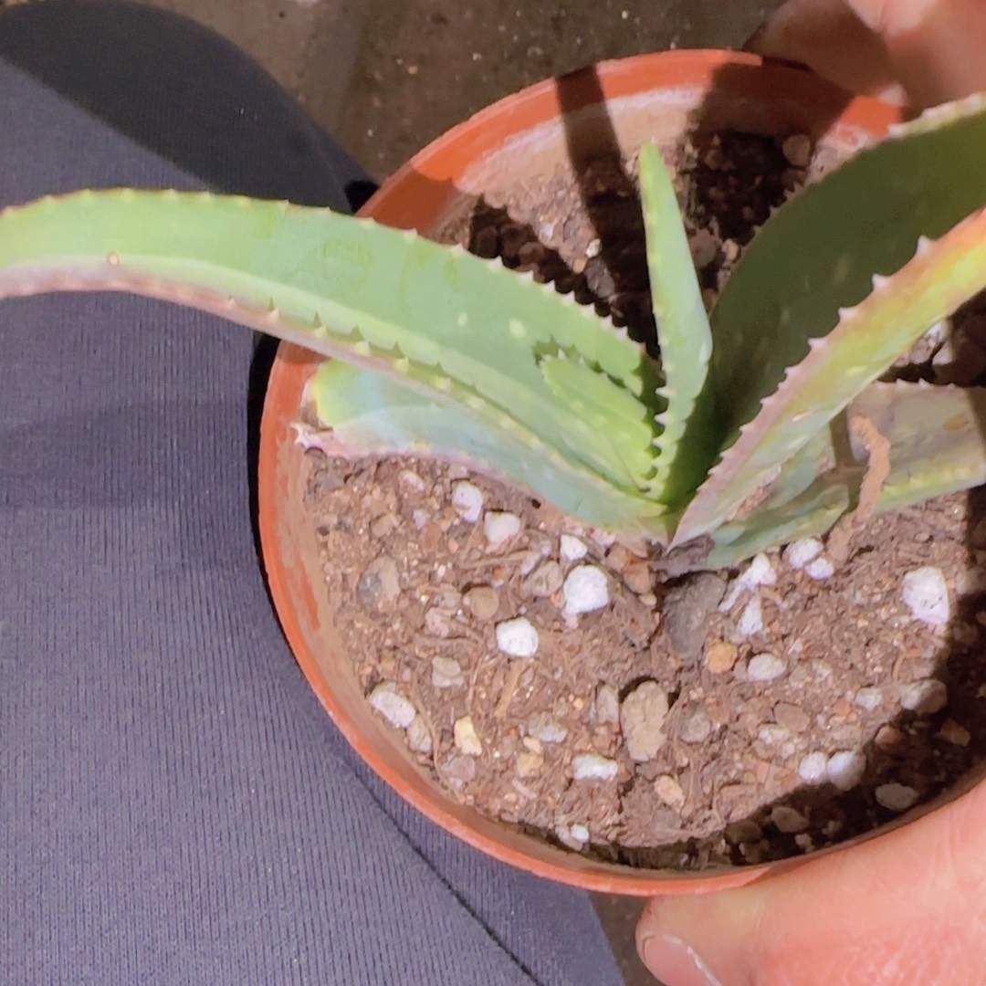 C***哇块根植物块根植物