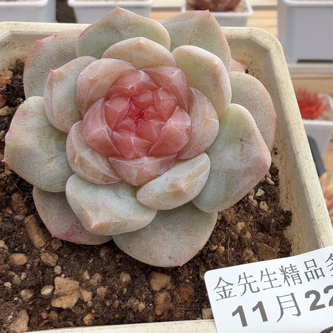 1122-82无石农场单头a
