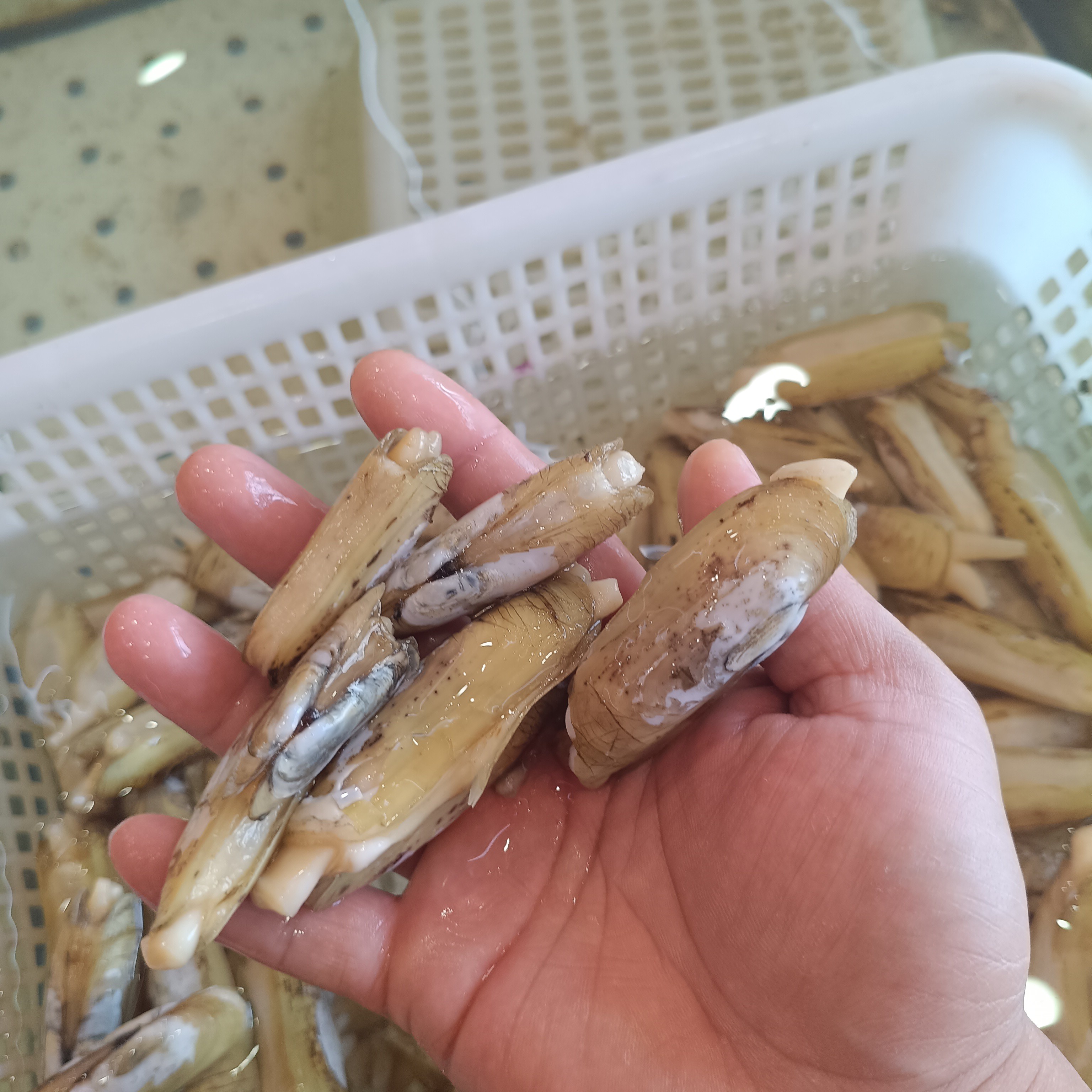 鲜活大蛏子(保鲜保活)
