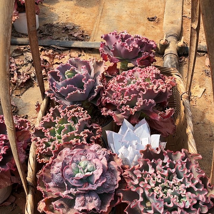 夏**雨多肉植物杂交带赠品 7棵