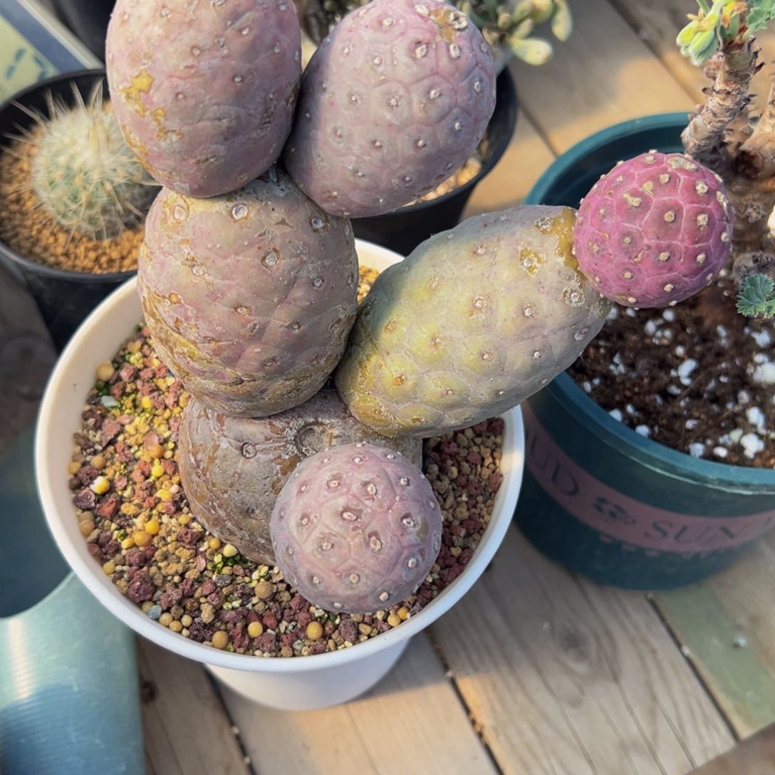 秋**一习志野多肉植物仙人球