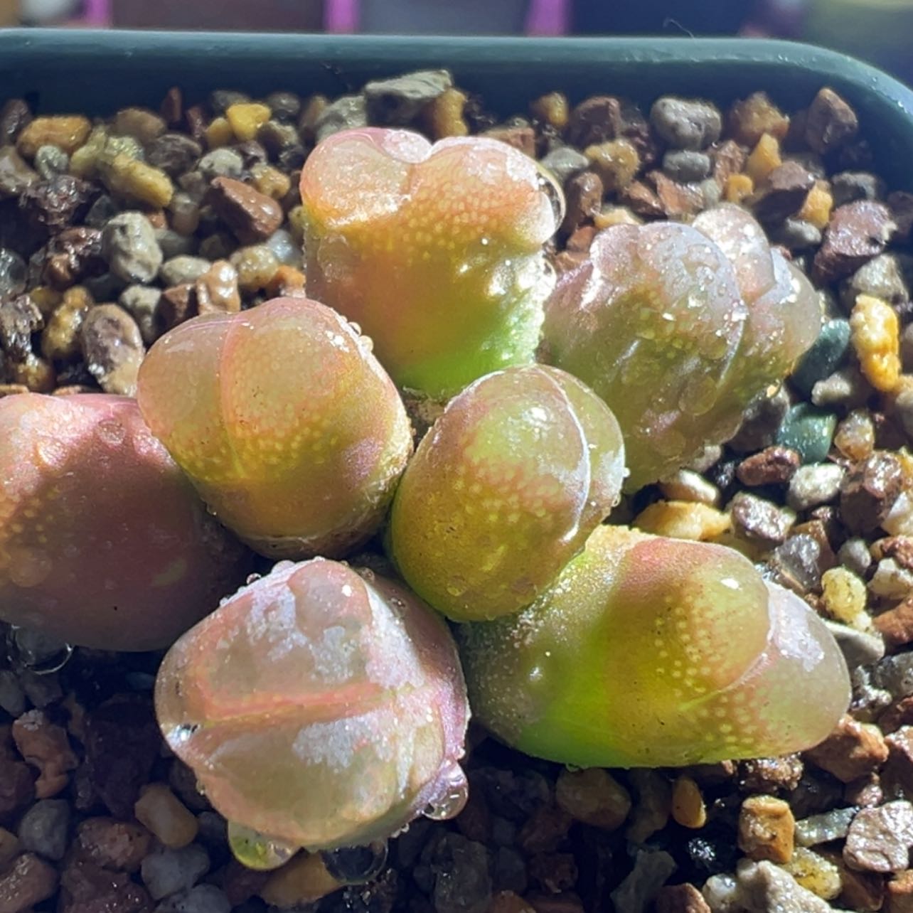 【闪购商品】日系红风铃