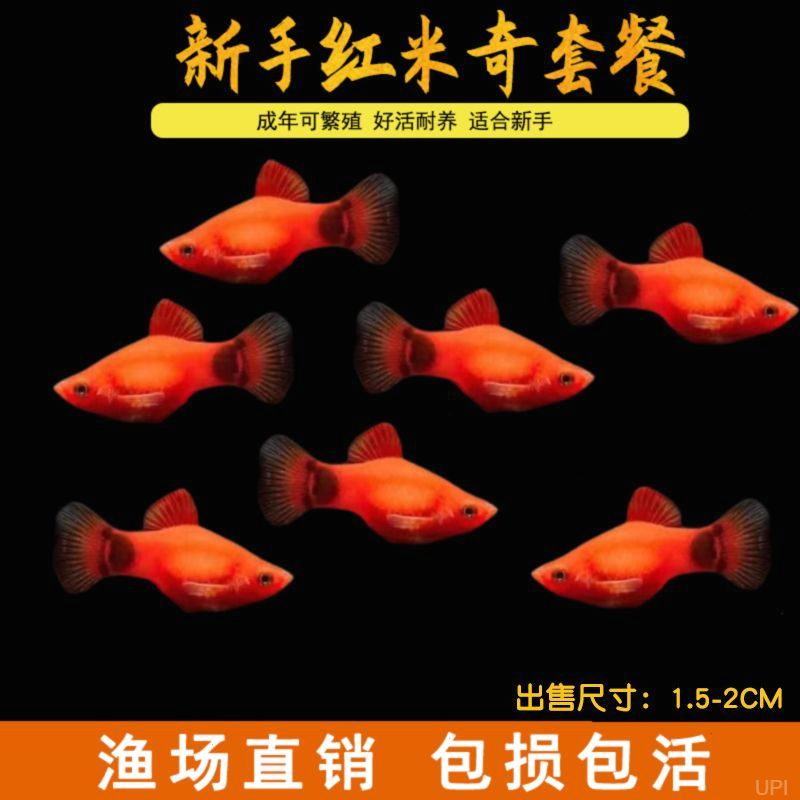 米奇鱼活体鱼小型热带鱼月光鱼淡水鱼活体剑尾鱼胎生鱼水族宠物鱼