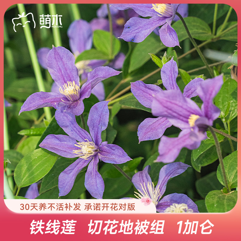 萌木园艺铁线莲【切花地被组】1加仑盆栽中苗爬藤植物