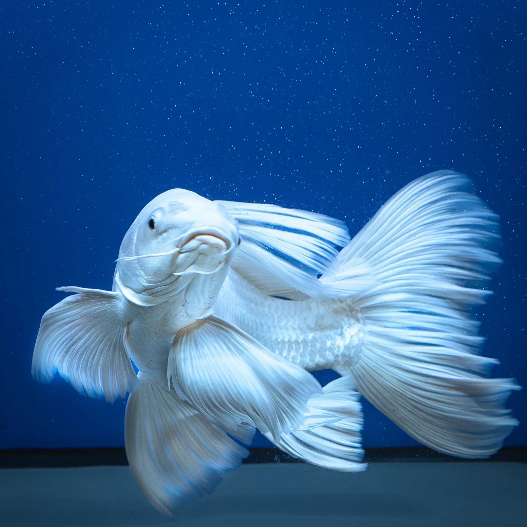 全品蝴蝶鲤球体(入缸不售后)