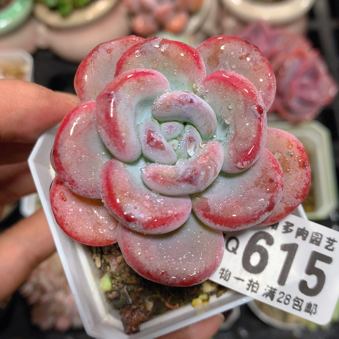 5CM拇指盆精控多肉ZQ615