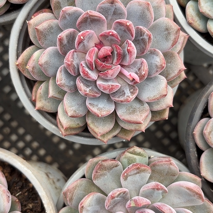 伊芙琳（满18包邮，偏远地区1号链接拍十块运费）