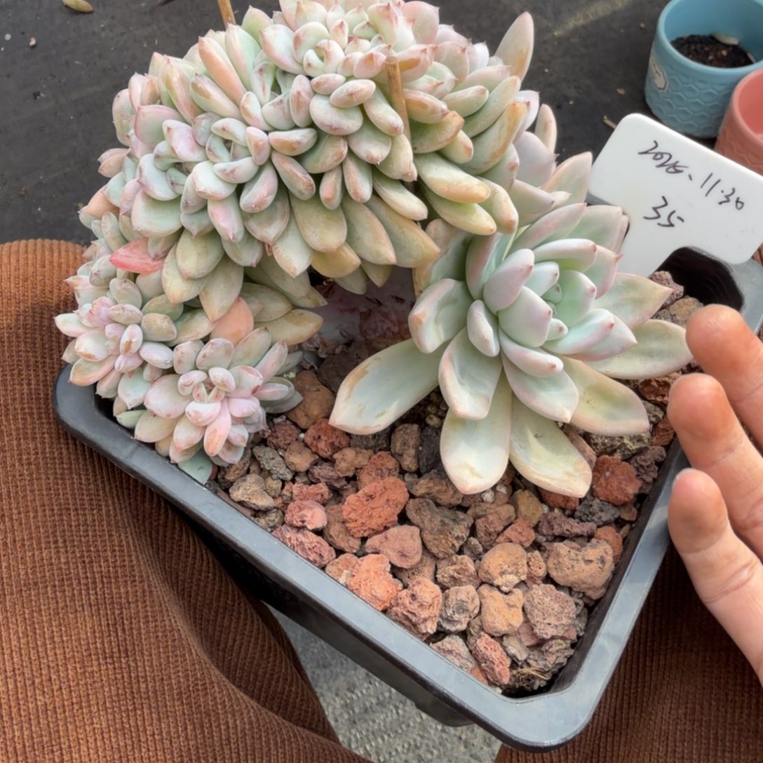 一物一拍星星雪大胸花树缀35