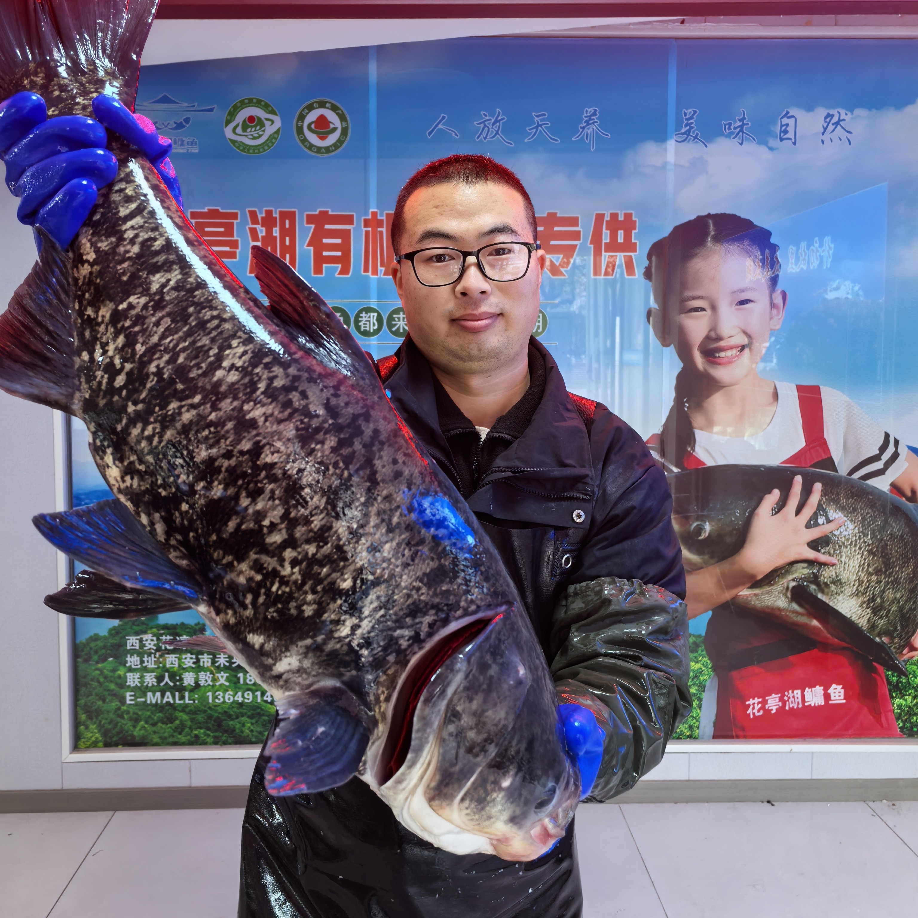 【活鱼到家】安徽太湖县花亭湖有机鳙鱼6斤+（送到家）