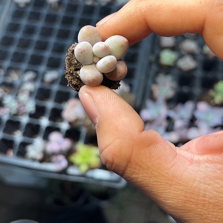 奶豆 满10颗包邮  