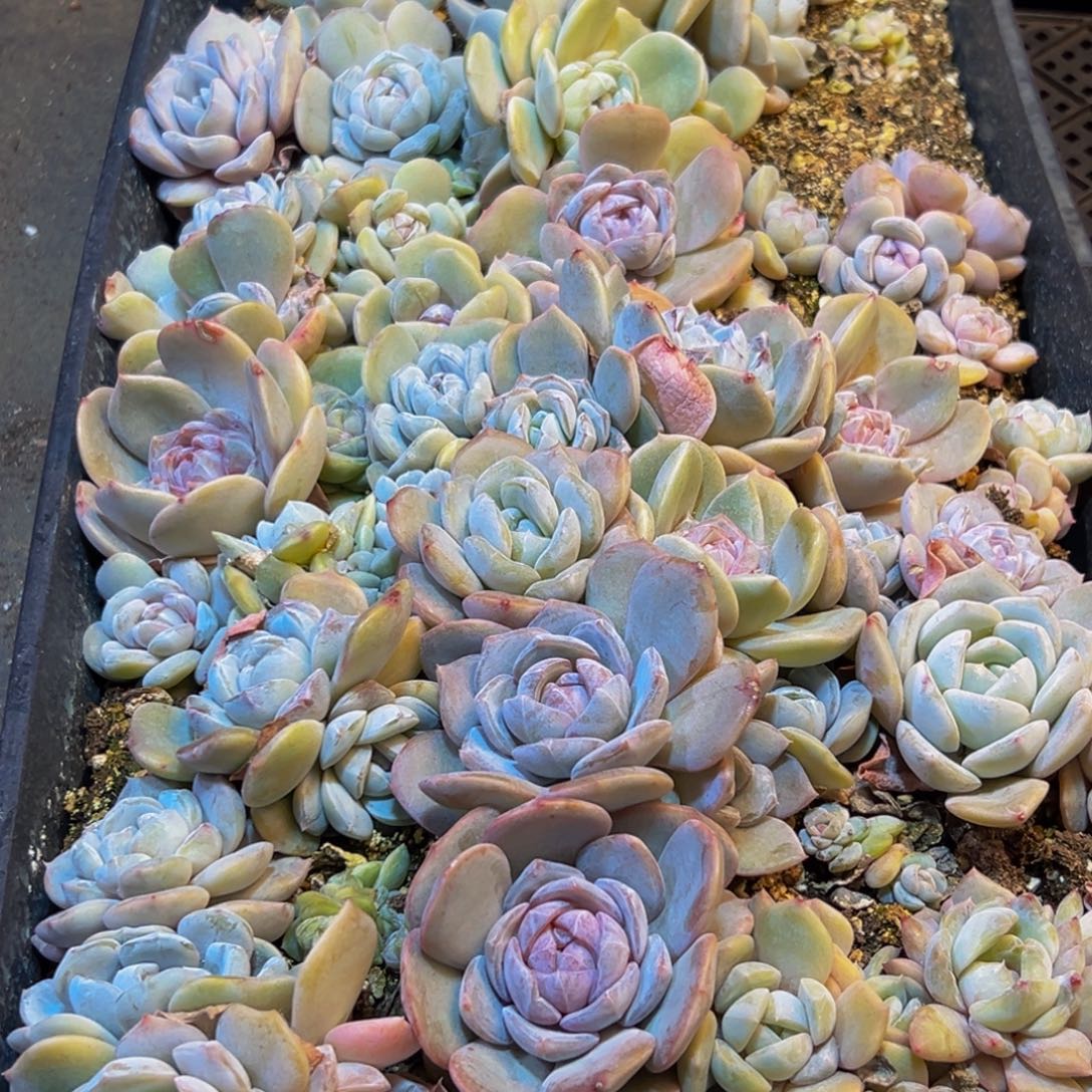 三***月354多肉葡萄的价格是多少