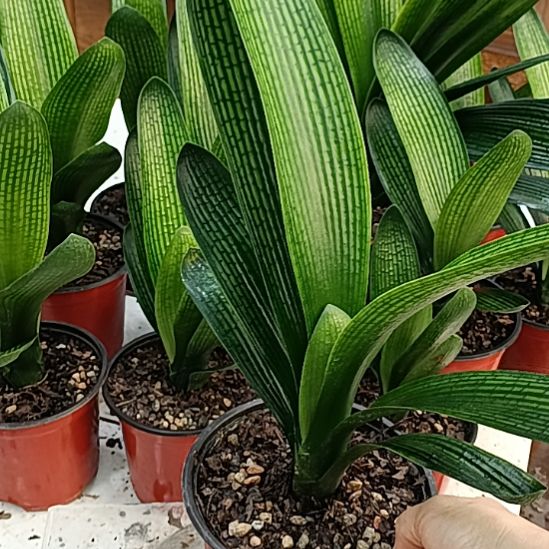 当前无花朵，栽培后可花朵